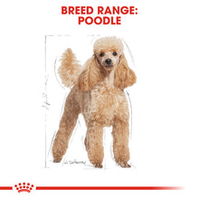Load image into Gallery viewer, Royal Canin Dry Dog Food Specifically For Adult Poodle - All Sizes
