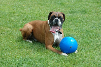 Load image into Gallery viewer, Company Of Animals Boomer Ball Dog Toy Assorted Colours All Sizes
