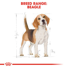Load image into Gallery viewer, Royal Canin Dry Dog Food Specifically For Adult Beagle - All Sizes

