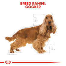 Load image into Gallery viewer, Royal Canin Dry Dog Food Specifically For Adult Cocker - All Sizes
